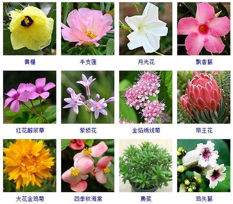 花嗎|花種類大全：認識100種花卉，逛花市不再迷茫 